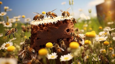 The Buzz on Beekeeping in Pakistan