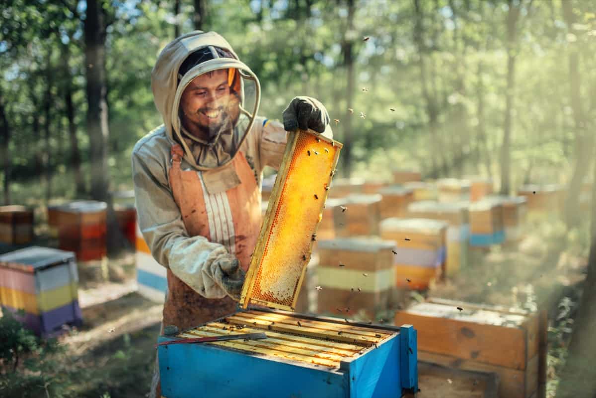 Bee Keeping